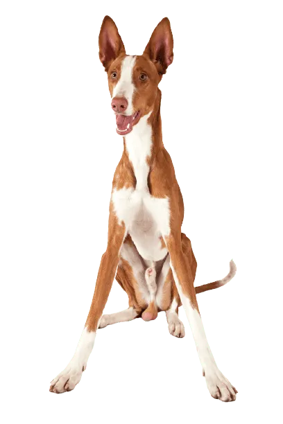 Podenco Ibicenco
