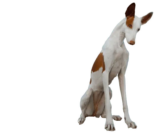 Podenco Ibicenco