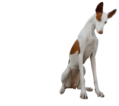 Podenco Ibicenco