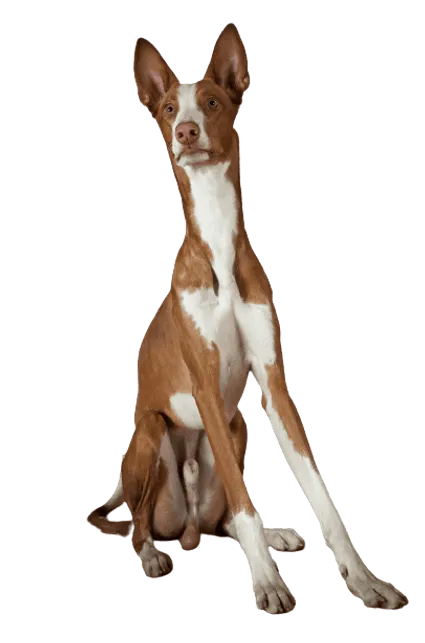 Podenco Ibicenco