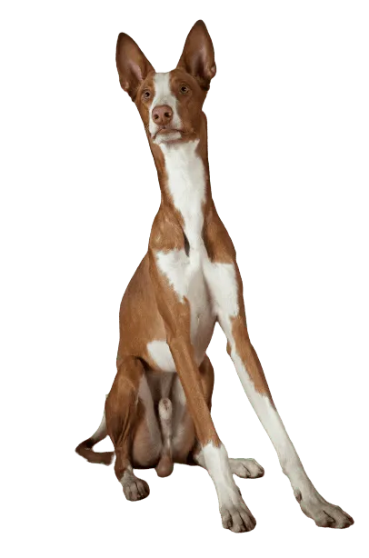 Podenco Ibicenco