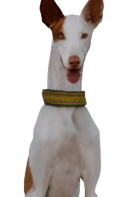 Podenco Ibicenco