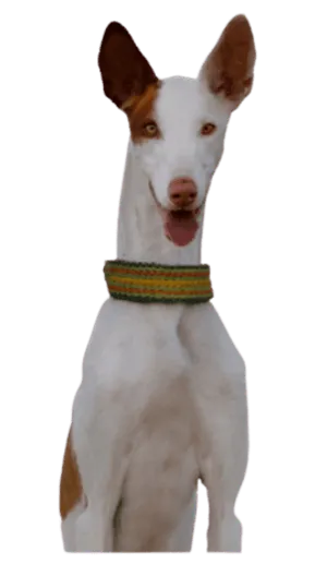 Podenco Ibicenco