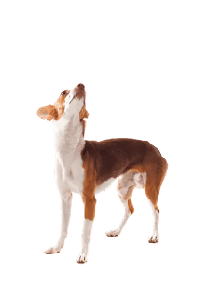 Podengo Português
