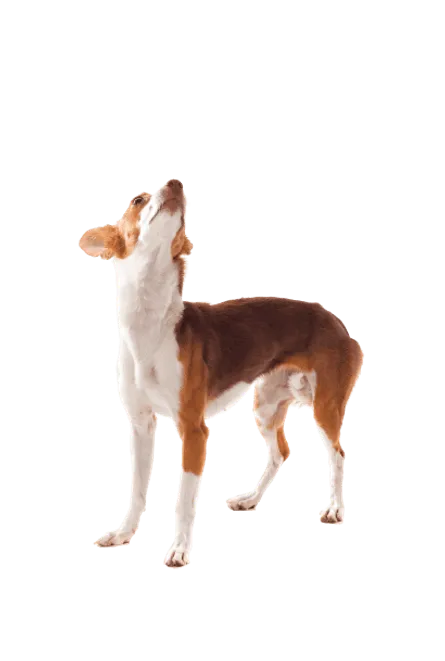 Podengo Português