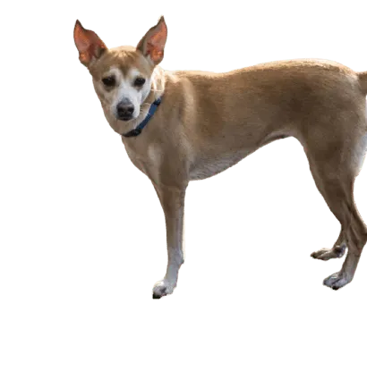 Podengo Português