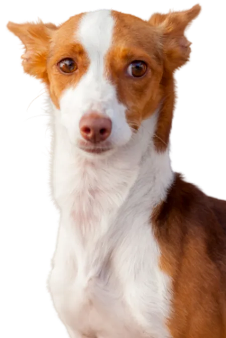 Podengo Português
