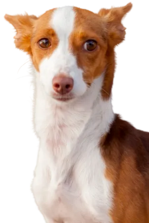 Podengo Português