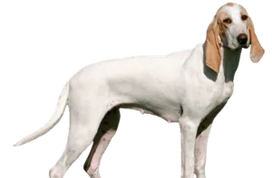 Porcelaine