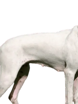 Porcelaine