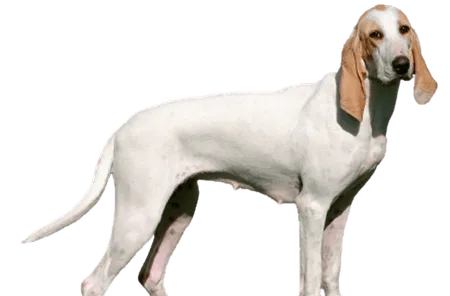 Porcelaine