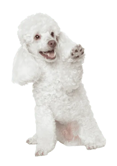 Pudel 6