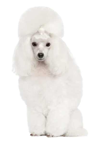 Pudel 3