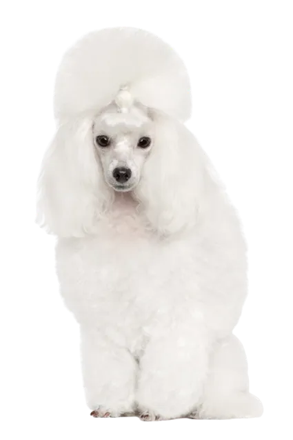 Pudel 3