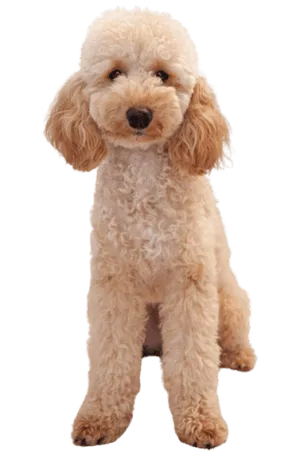 Pudel als Anfängerhund