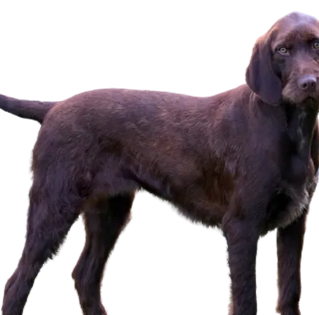 Pudelpointer