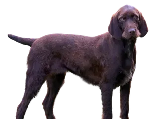 Pudelpointer