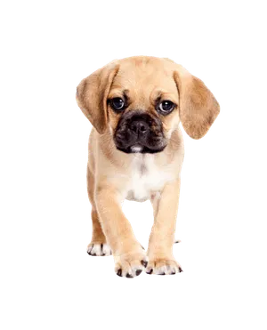 Puggle