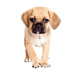 Puggle