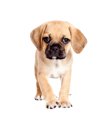Puggle
