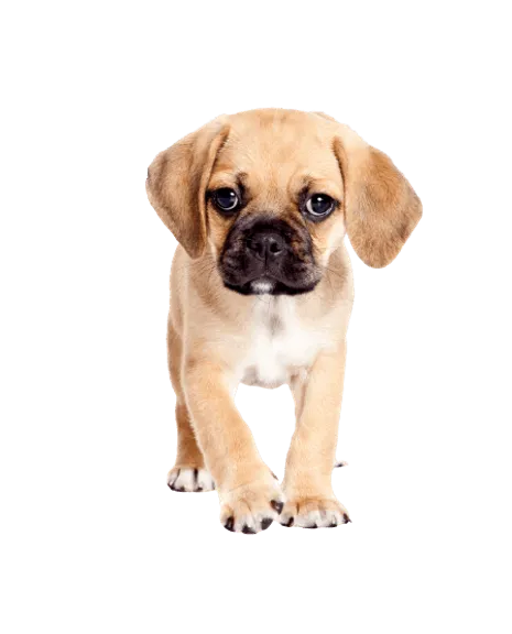 Puggle