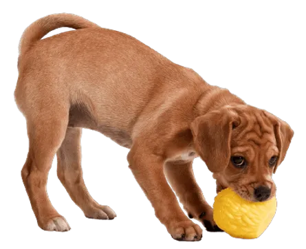 Puggle