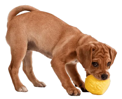 Puggle