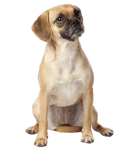 Puggle