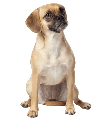 Puggle