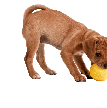 Puggle