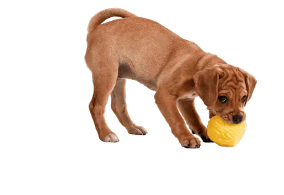 Puggle