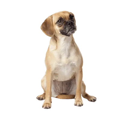 Puggle