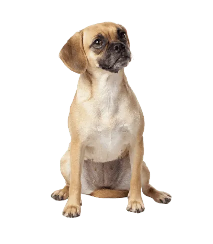 Puggle