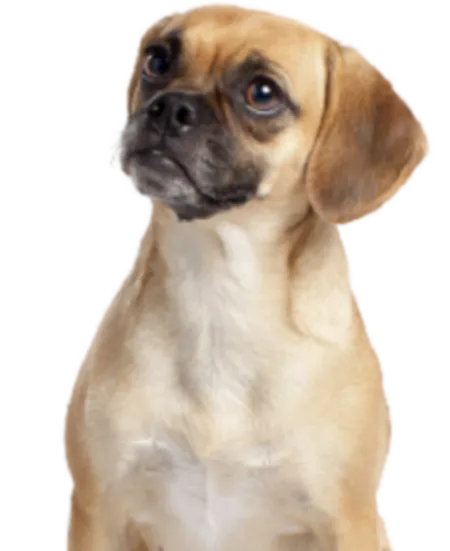 Puggle