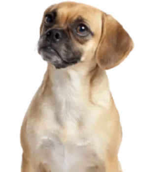 Puggle
