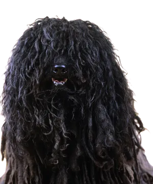 Puli