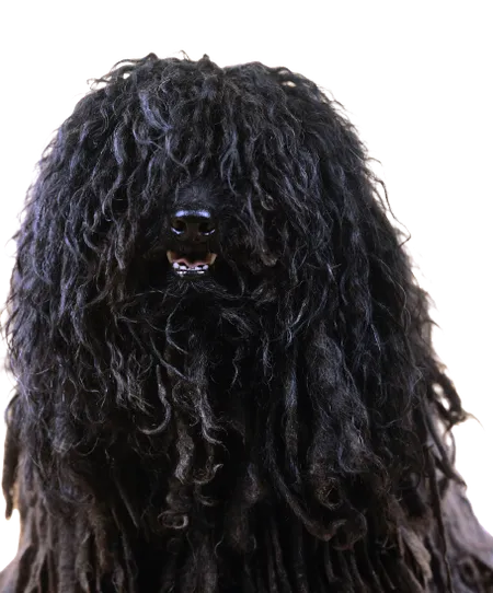 Puli