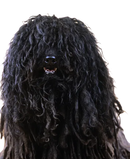 Puli
