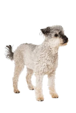 Pumi (6)