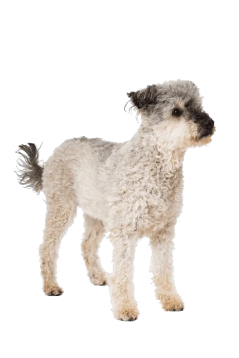 Pumi (6)