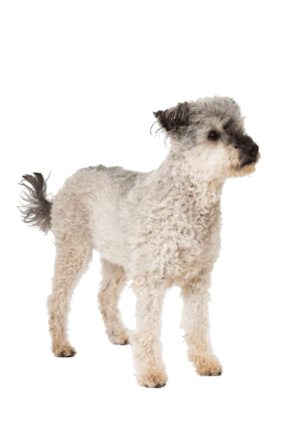 Pumi (6)