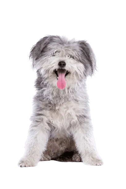 Pumi (5)