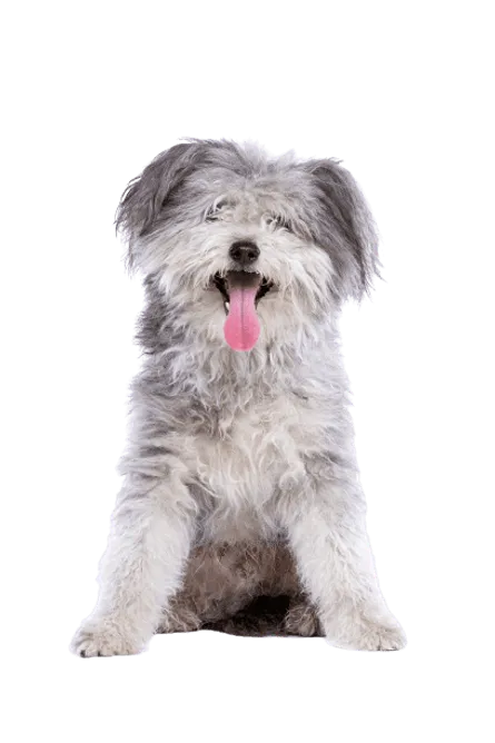 Pumi (5)