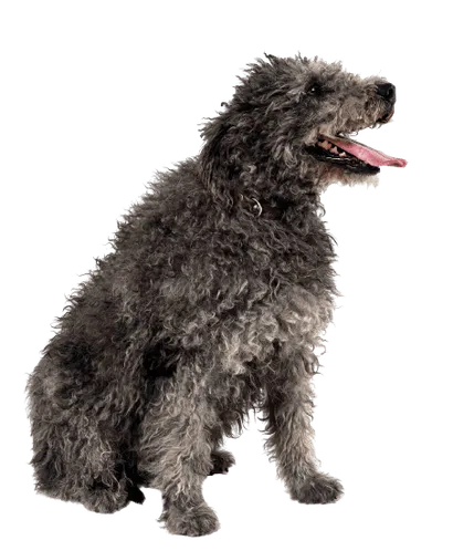 Pumi (3)