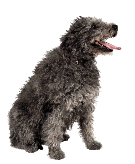 Pumi (3)