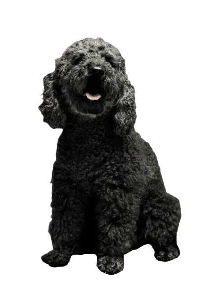 Pumi (2)
