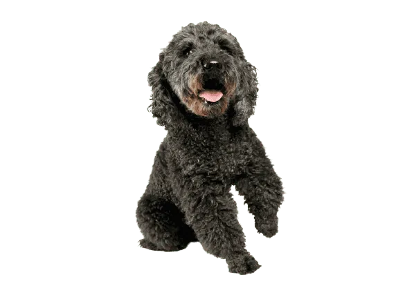 Pumi (4)
