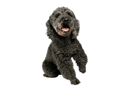 Pumi (4)