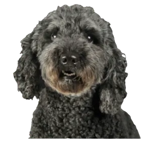 Pumi