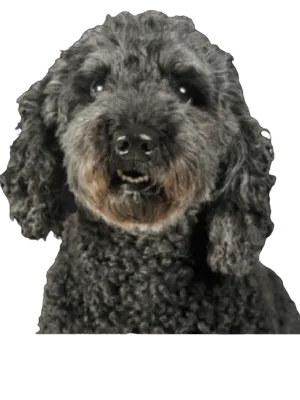 Pumi